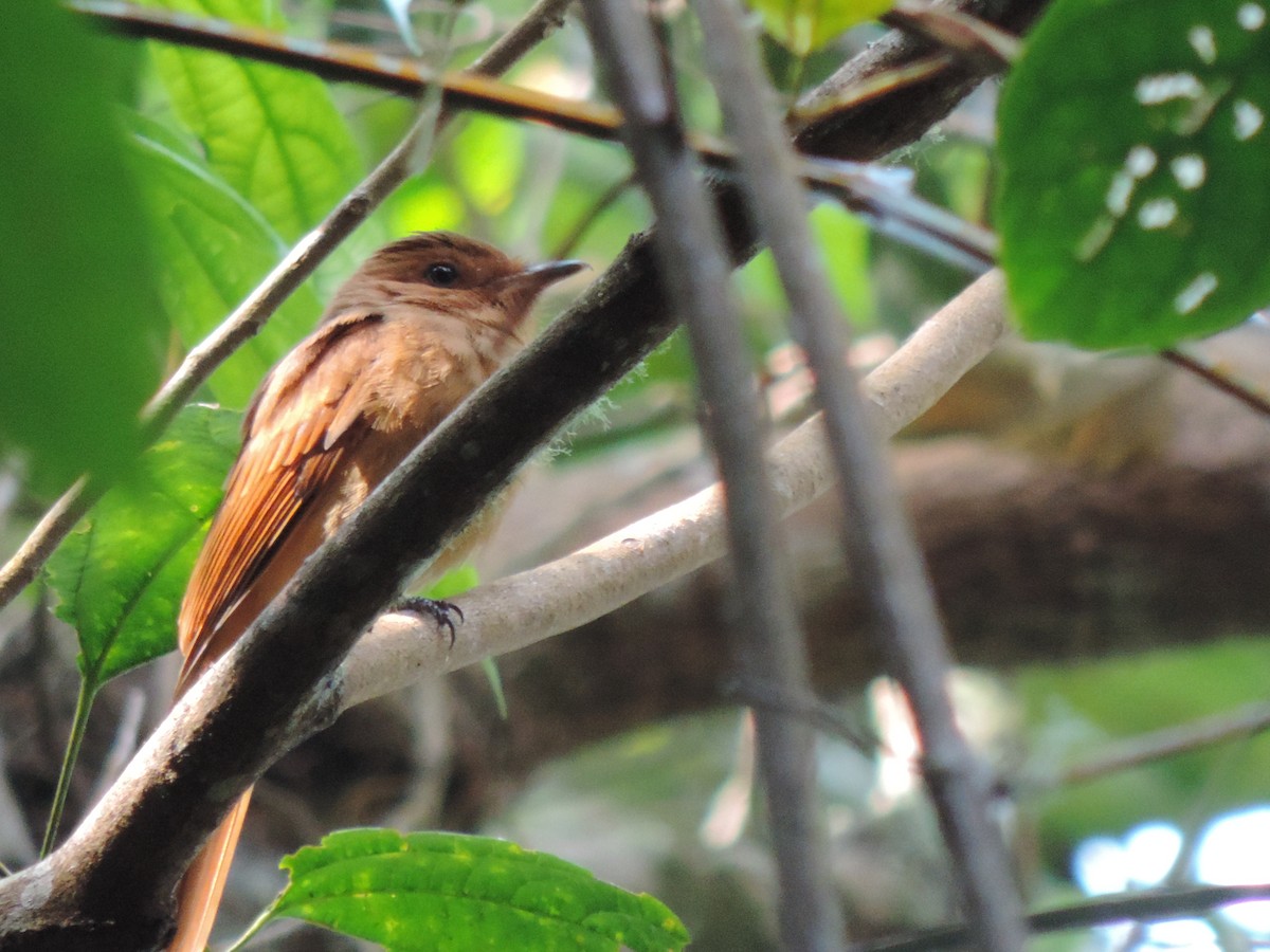 Rufous Piha - ML94989011