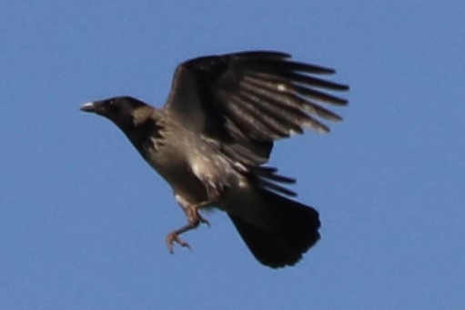 Hooded Crow - ML94989061
