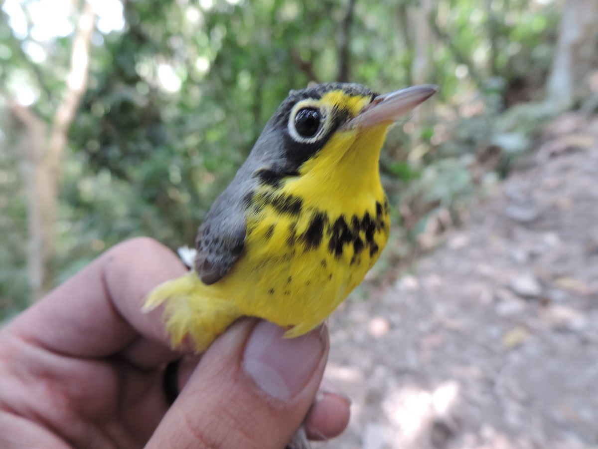 Canada Warbler - ML94989131