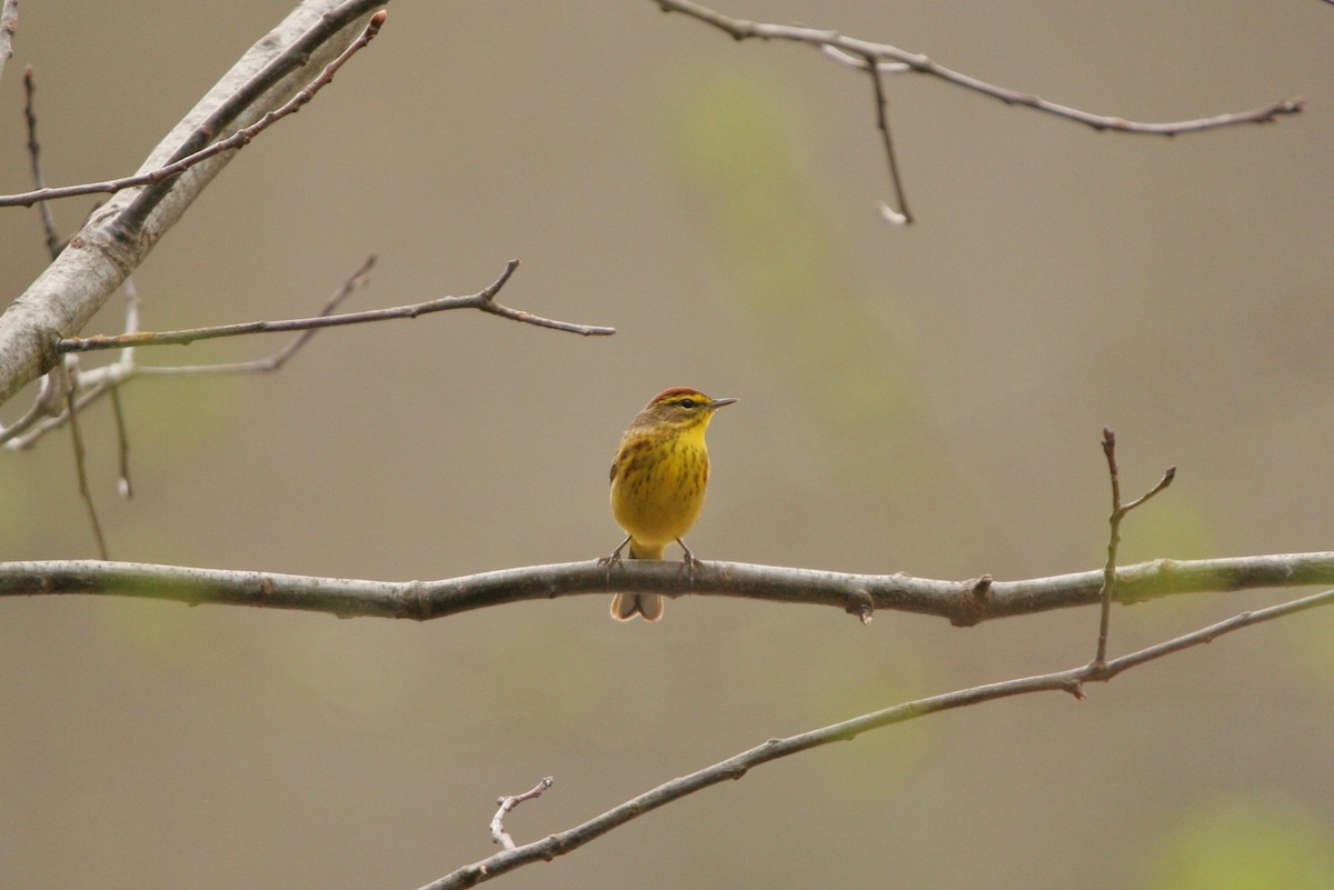 Palm Warbler - ML94990911