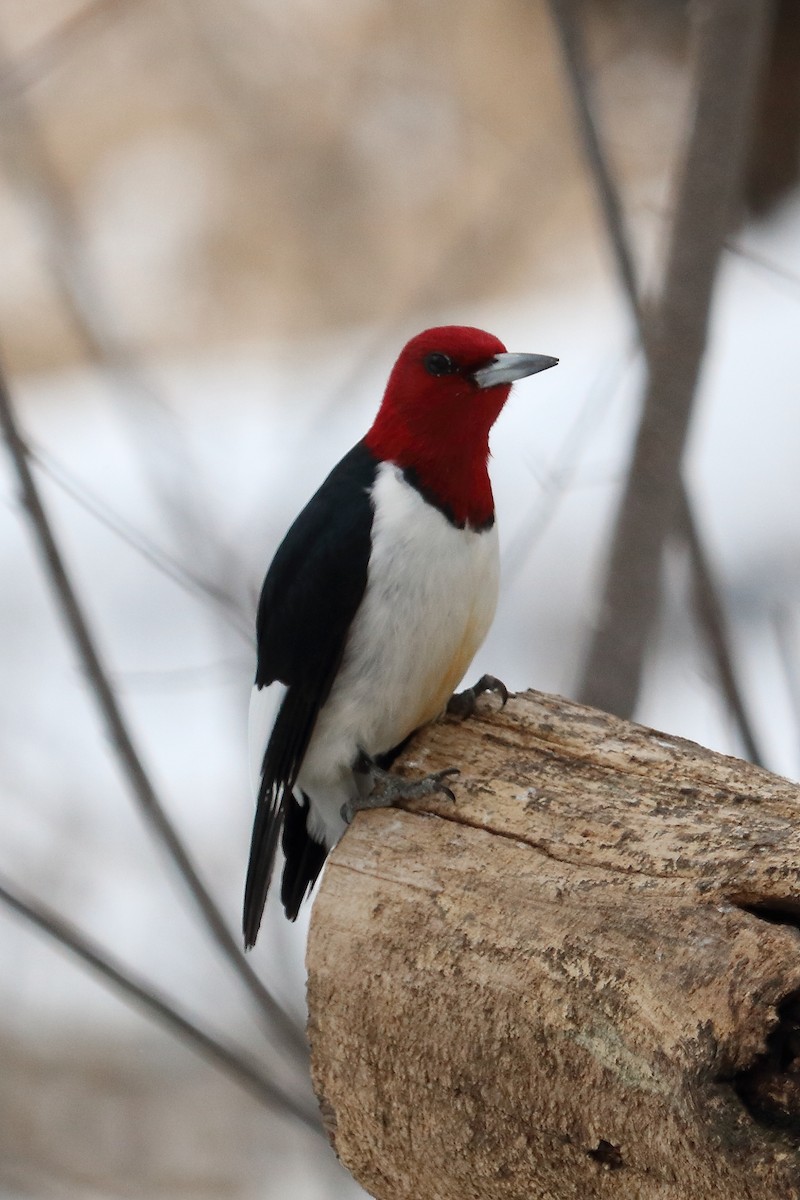 Red-headed Woodpecker - Elista Fisher