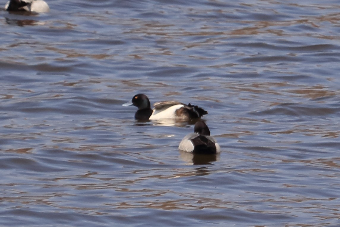 Greater Scaup - Elista Fisher