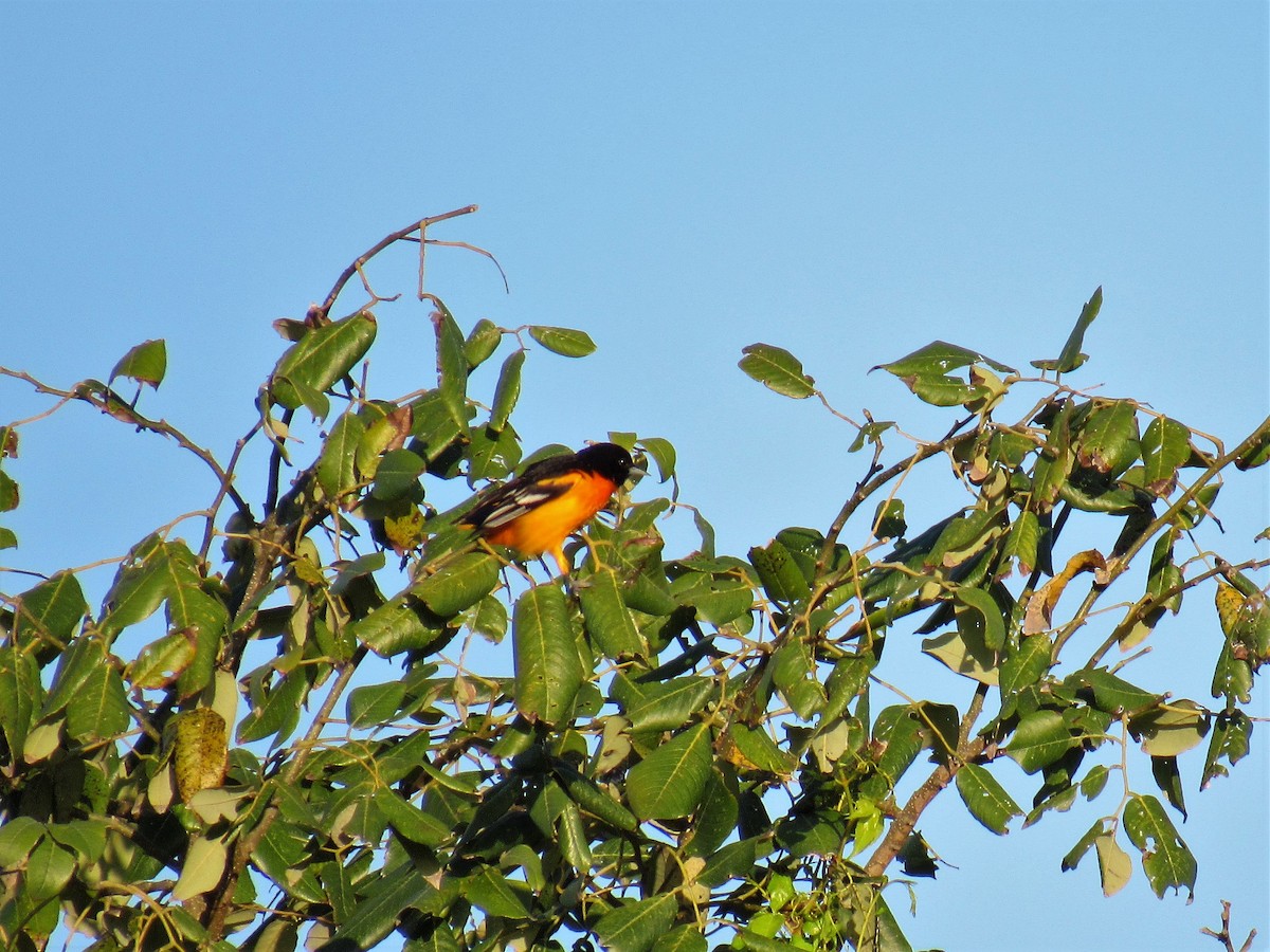 Baltimore Oriole - ML94992561