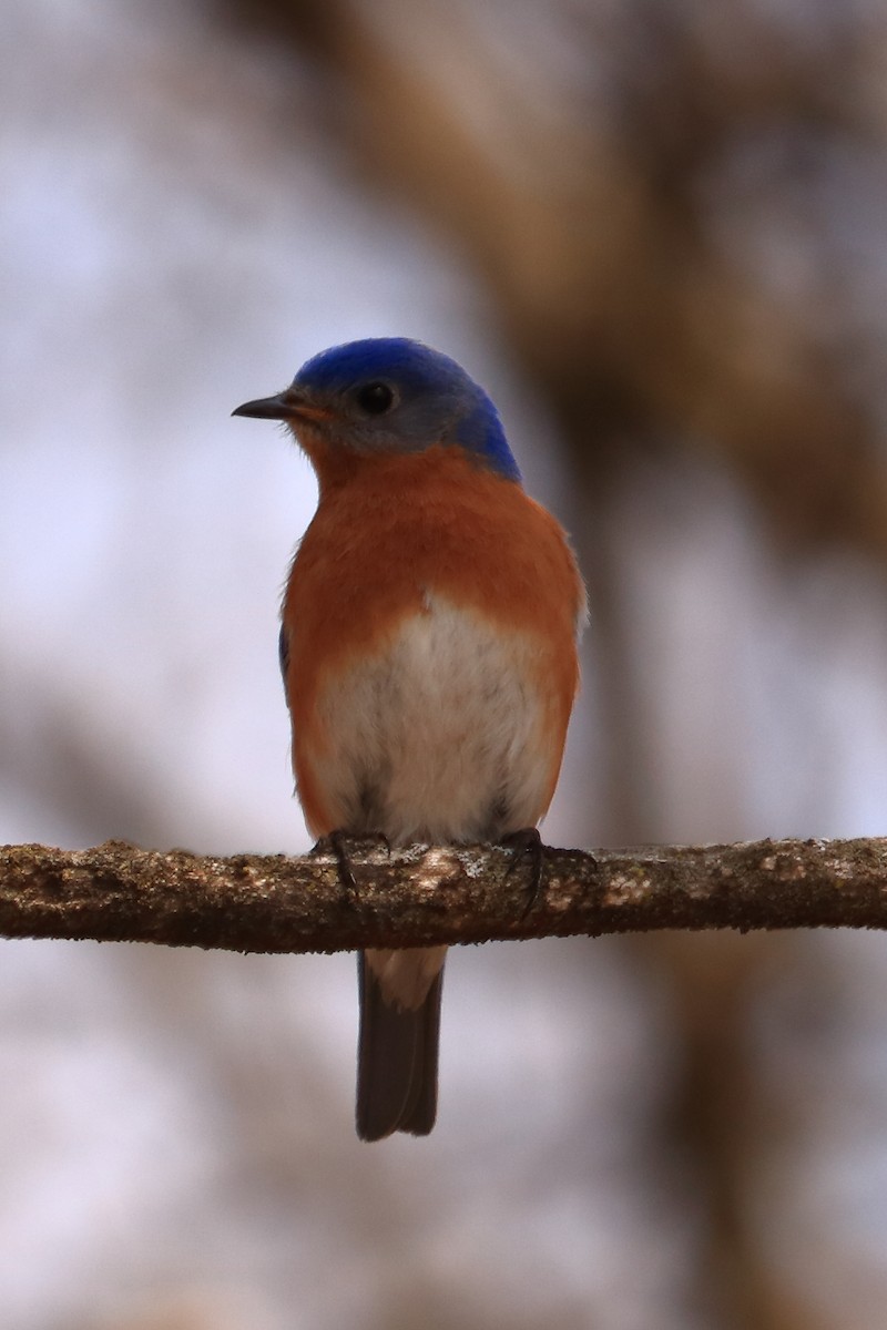 Eastern Bluebird - ML94992731