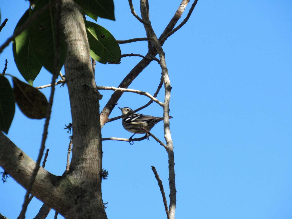 Black-and-white Warbler - ML94993141