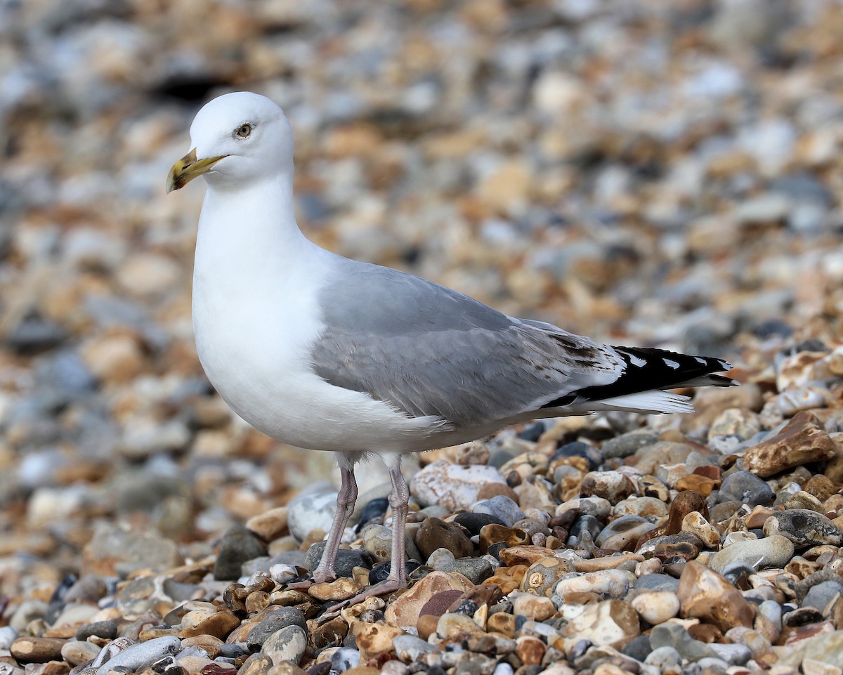 Herring Gull - ML94993641