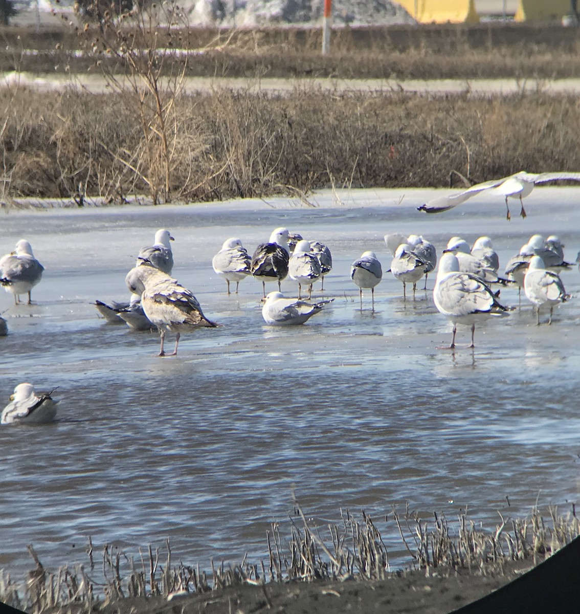 Lesser Black-backed Gull - Torre Hovick