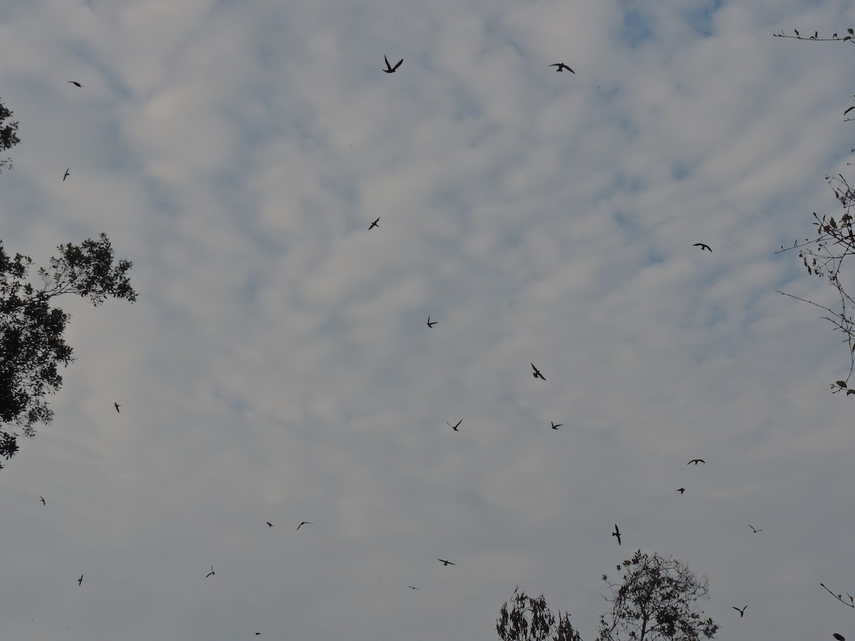 White-collared Swift - ML94995021