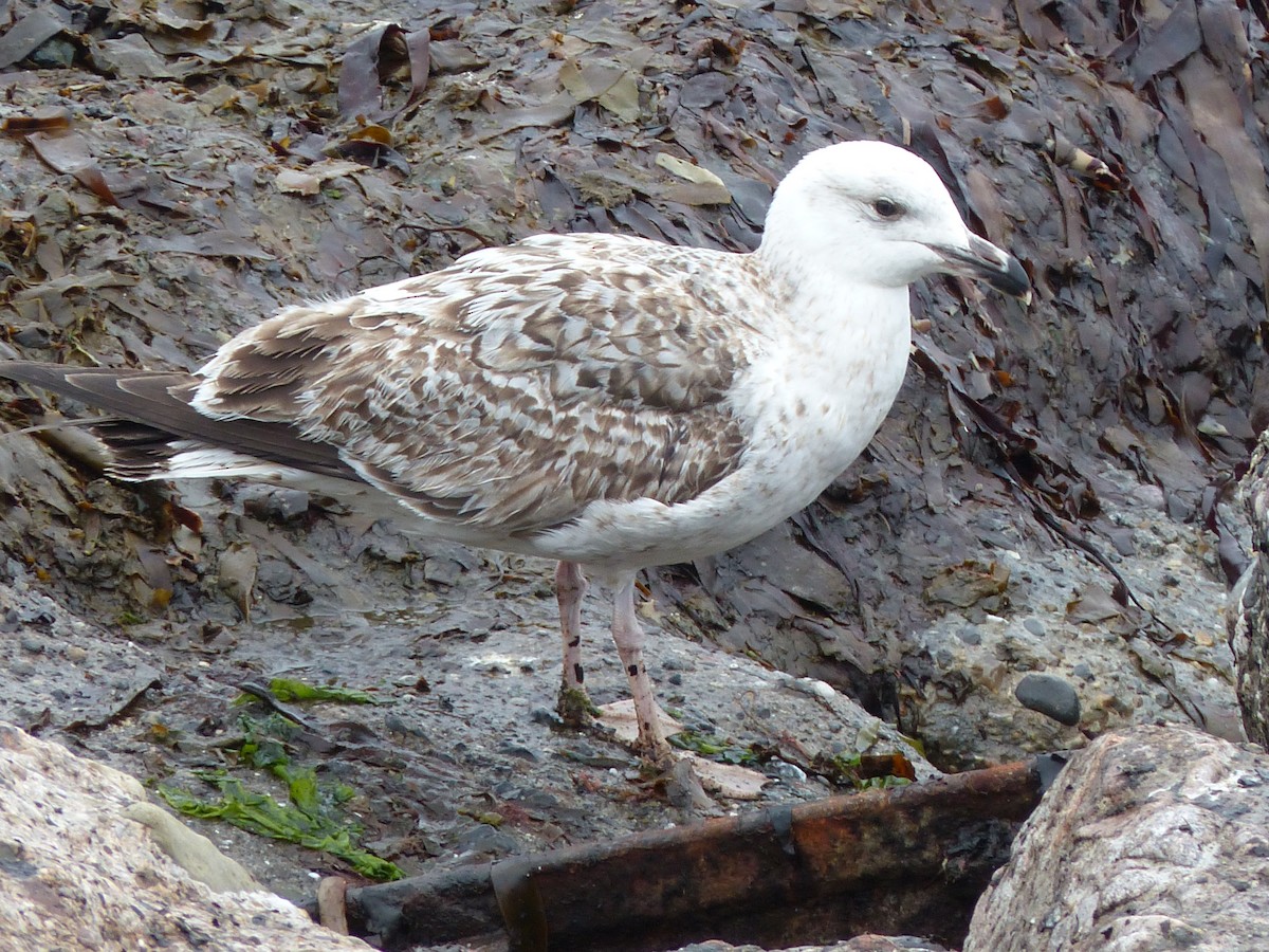 Great Black-backed Gull - ML94995351