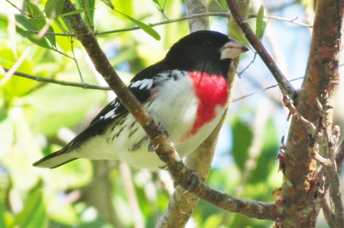 Rose-breasted Grosbeak - ML94995551