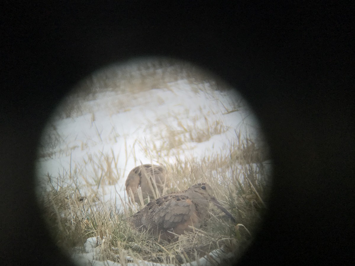 American Woodcock - ML94995611