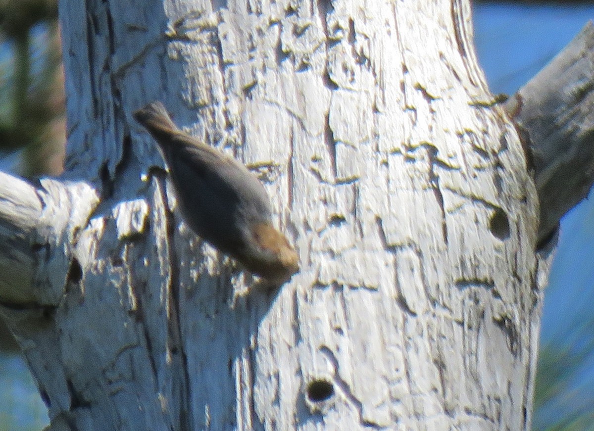 Brown-headed Nuthatch - ML94995741