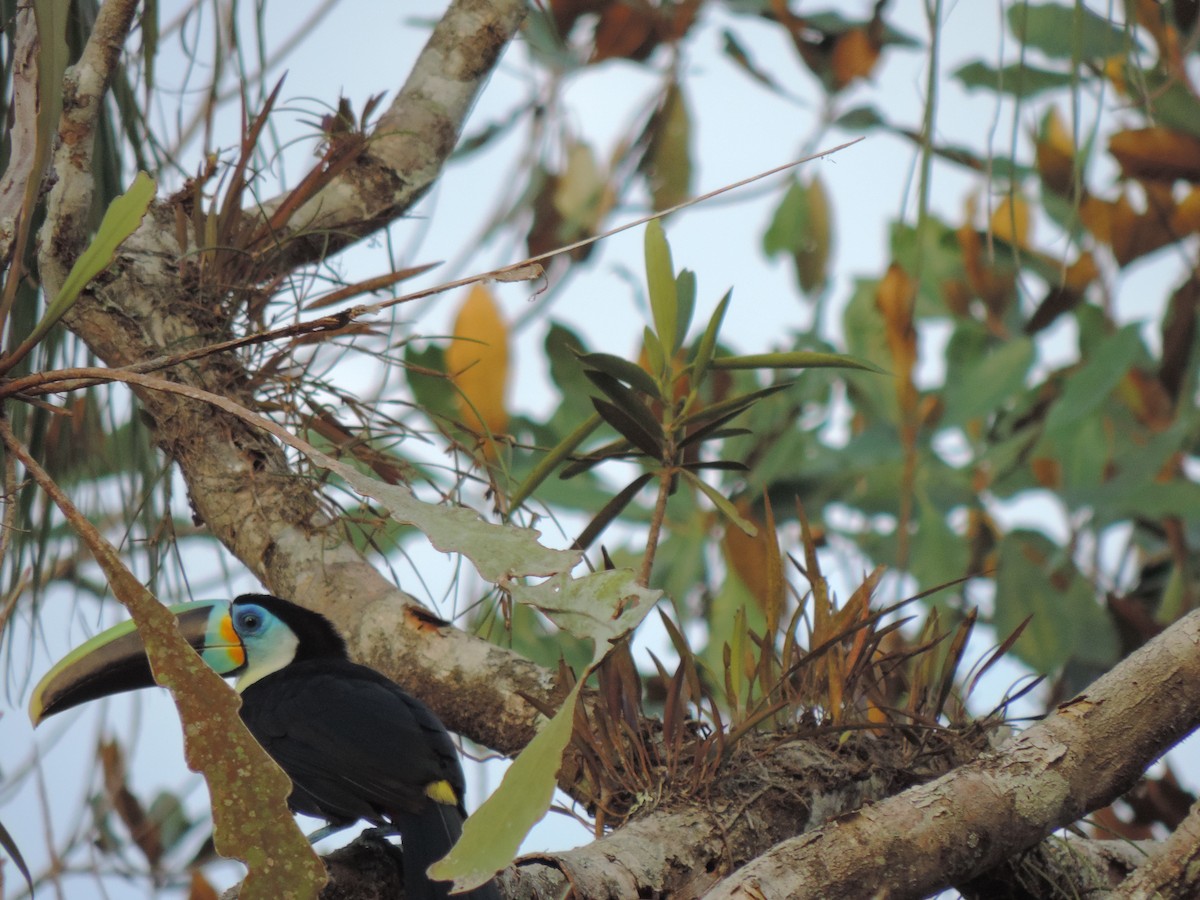 Channel-billed Toucan - ML94996401