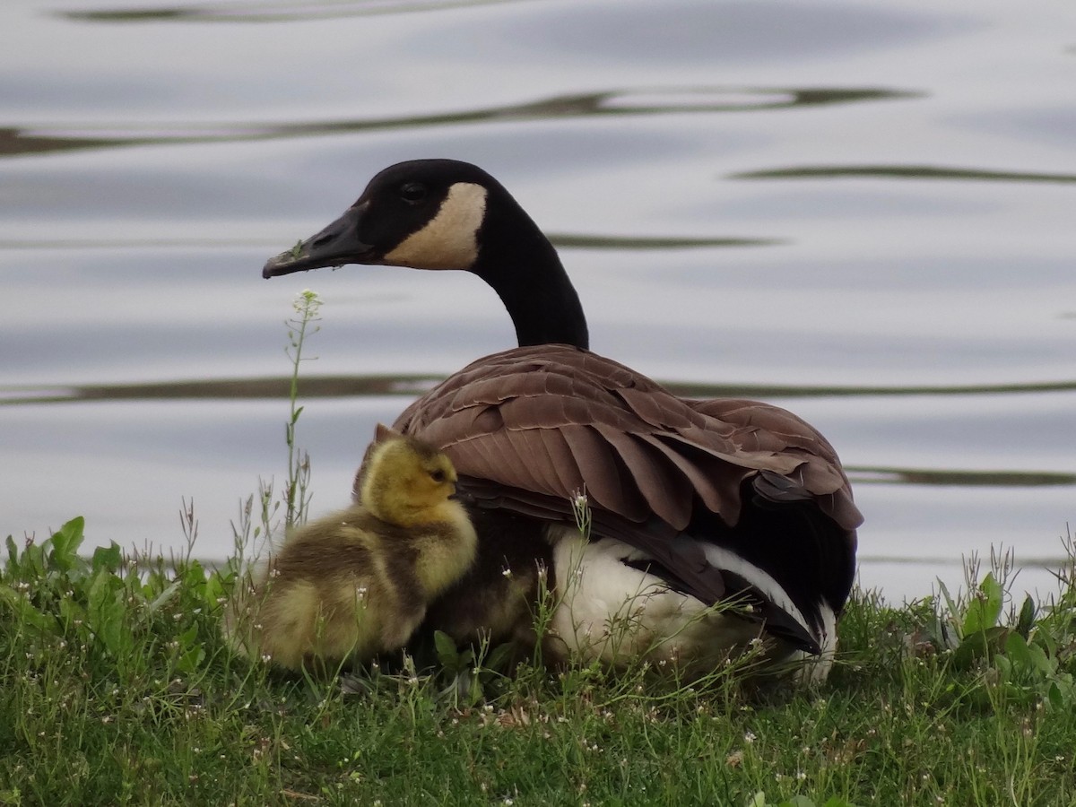 Branta kanadar handia - ML94996781