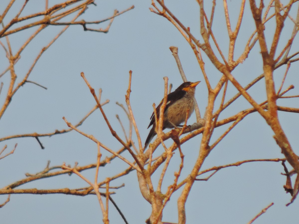 Yellow-backed Tanager - ML94996901