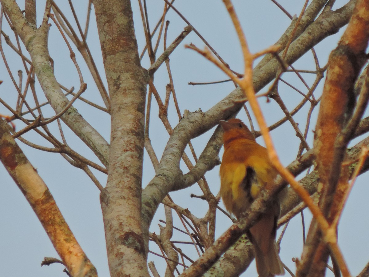 Hepatic Tanager - ML94997181