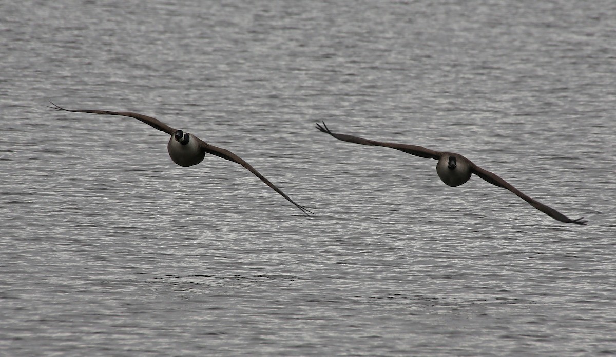 Canada Goose - Paul Chapman