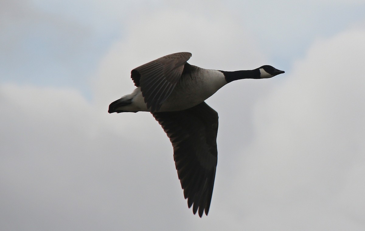 Canada Goose - Paul Chapman