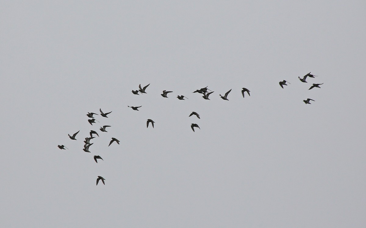 European Golden-Plover - ML95000151