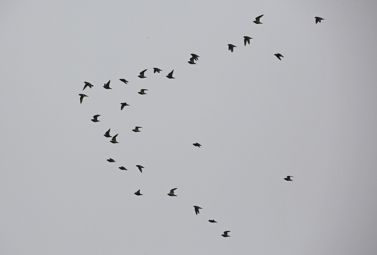 European Golden-Plover - ML95000241