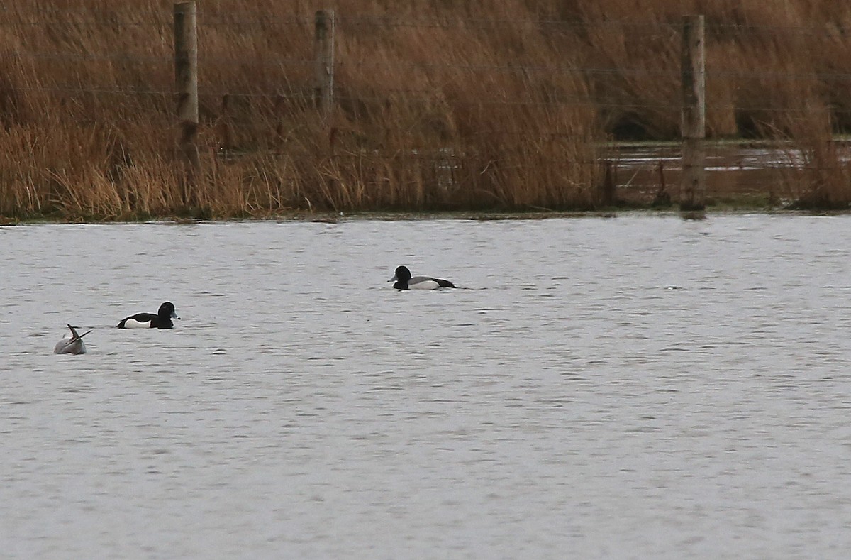 Lesser Scaup - Paul Chapman