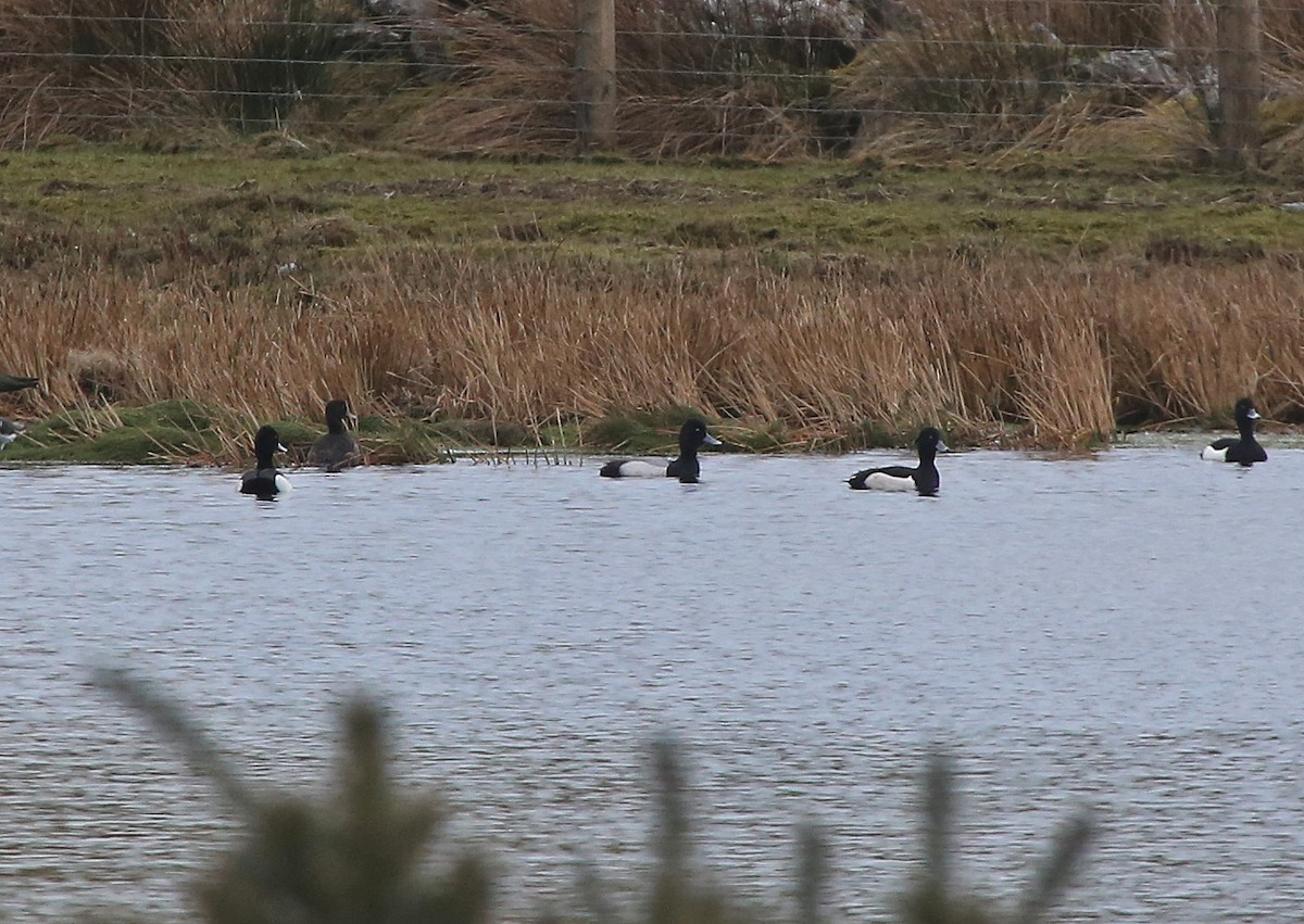 Lesser Scaup - Paul Chapman