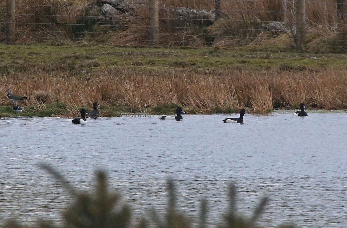 Lesser Scaup - Paul Chapman