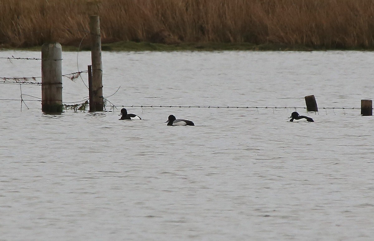 Lesser Scaup - ML95000551