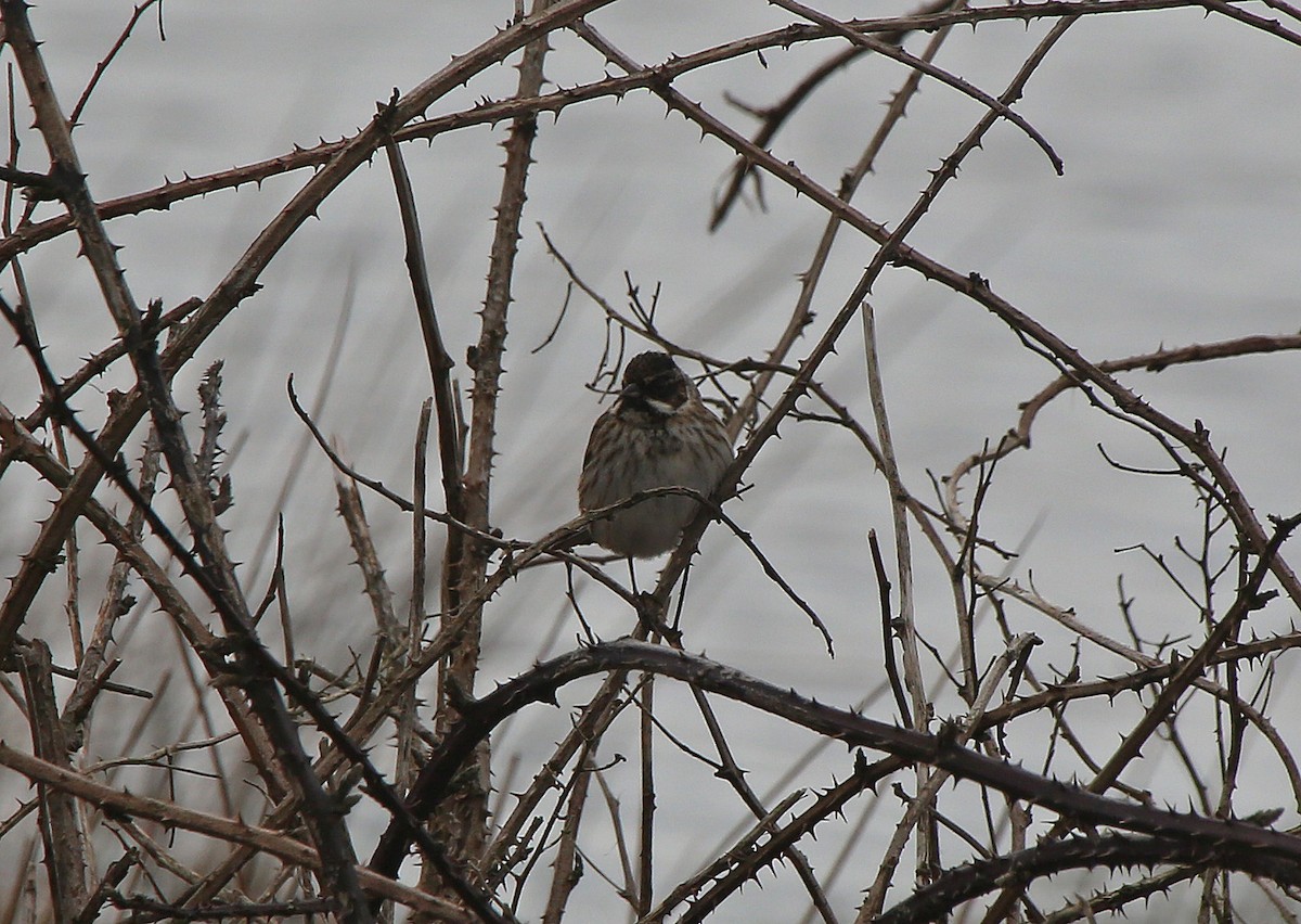 Reed Bunting - ML95000971