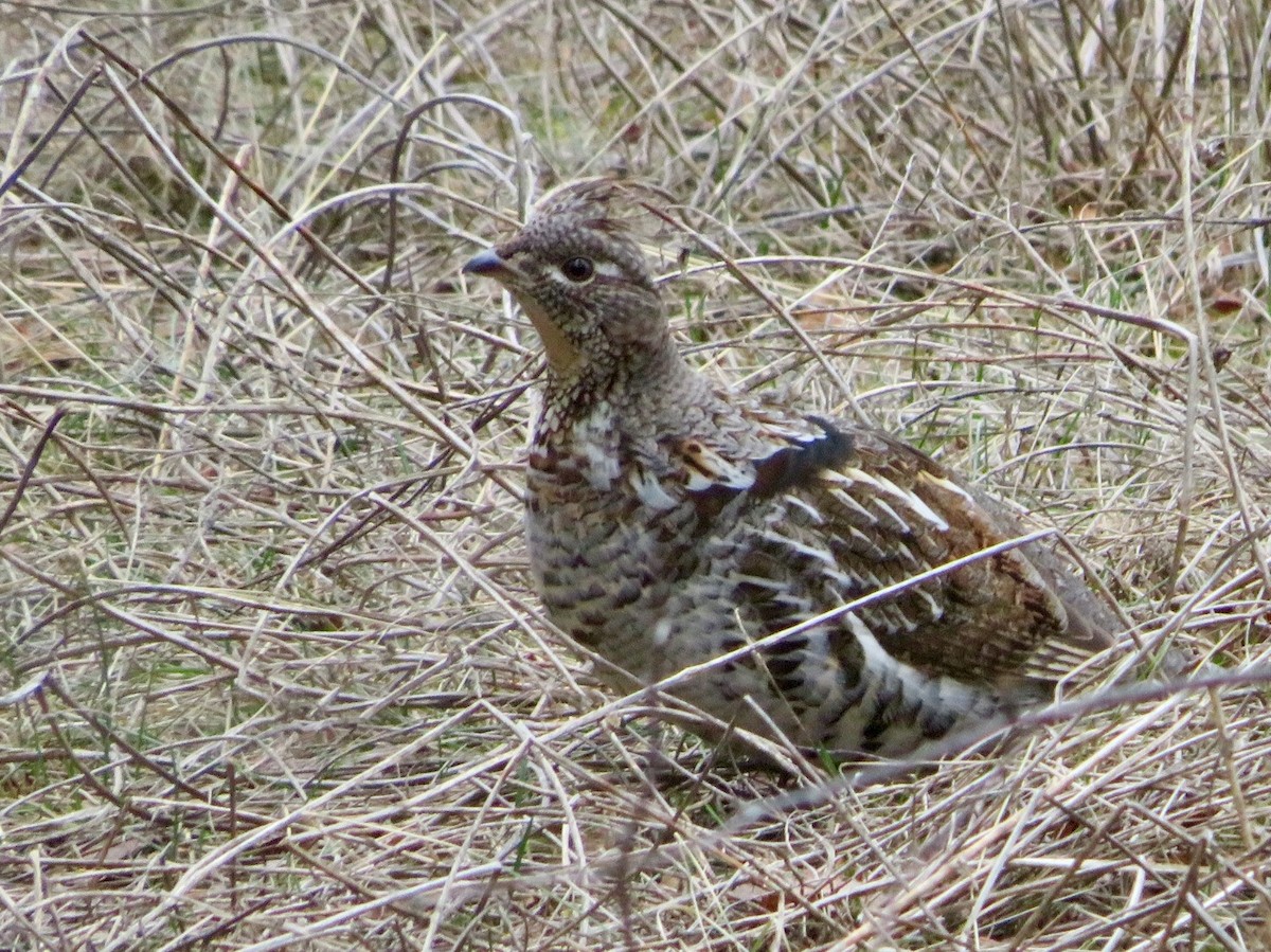 Ruffed Grouse - ML95001491