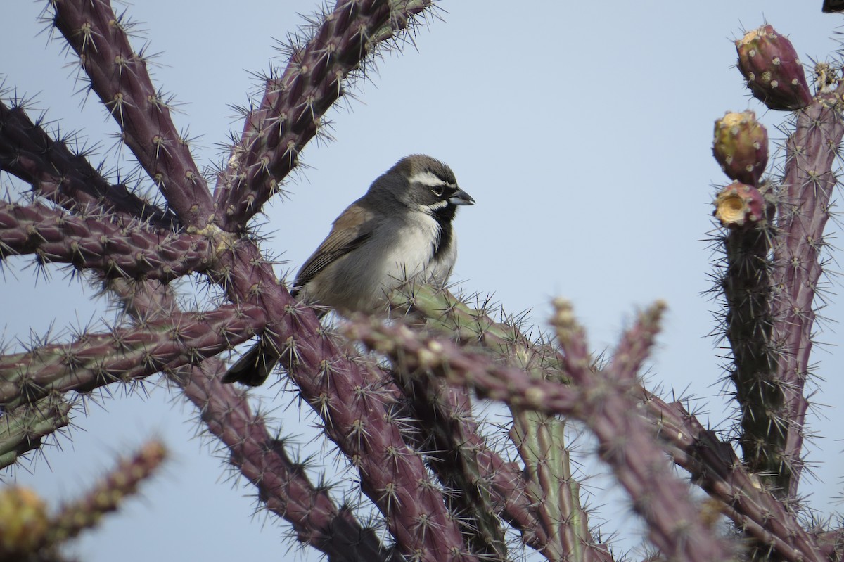Black-throated Sparrow - Bob McDonald