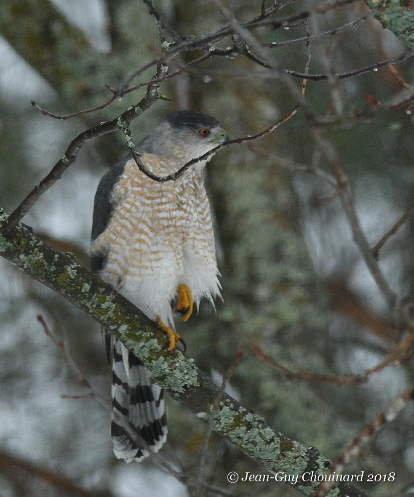 Cooper's Hawk - ML95003041