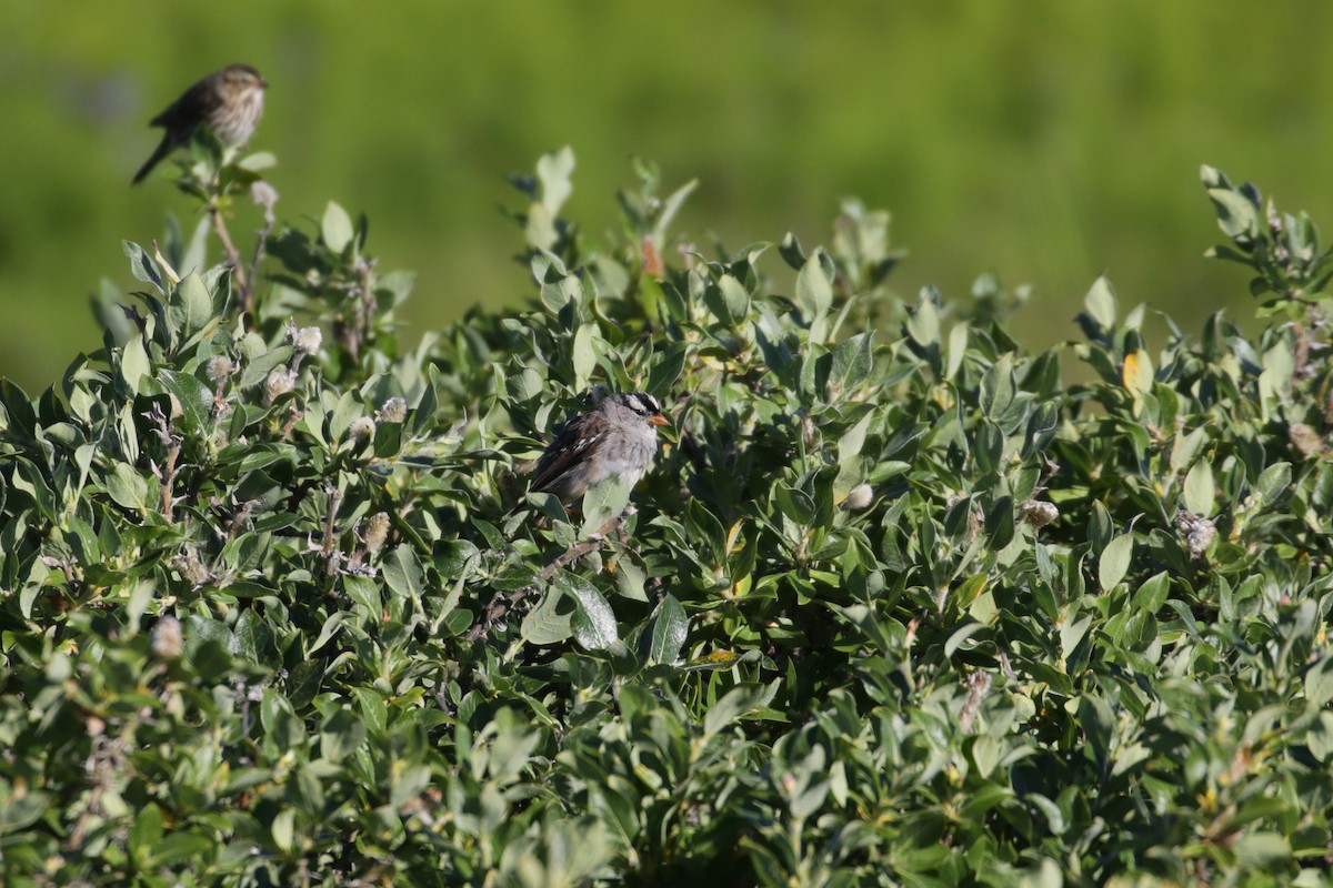 White-crowned Sparrow (Gambel's) - Cameron Eckert
