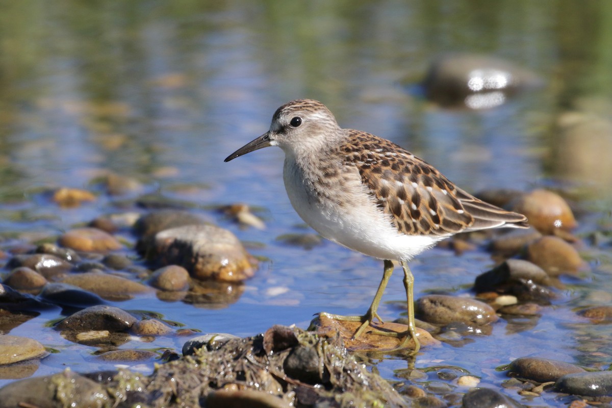 Least Sandpiper - ML95004131