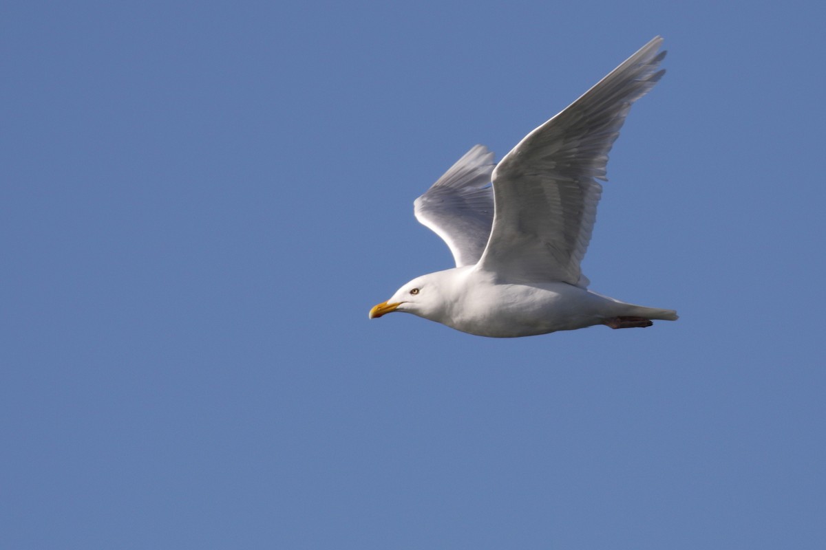 Glaucous Gull - Cameron Eckert