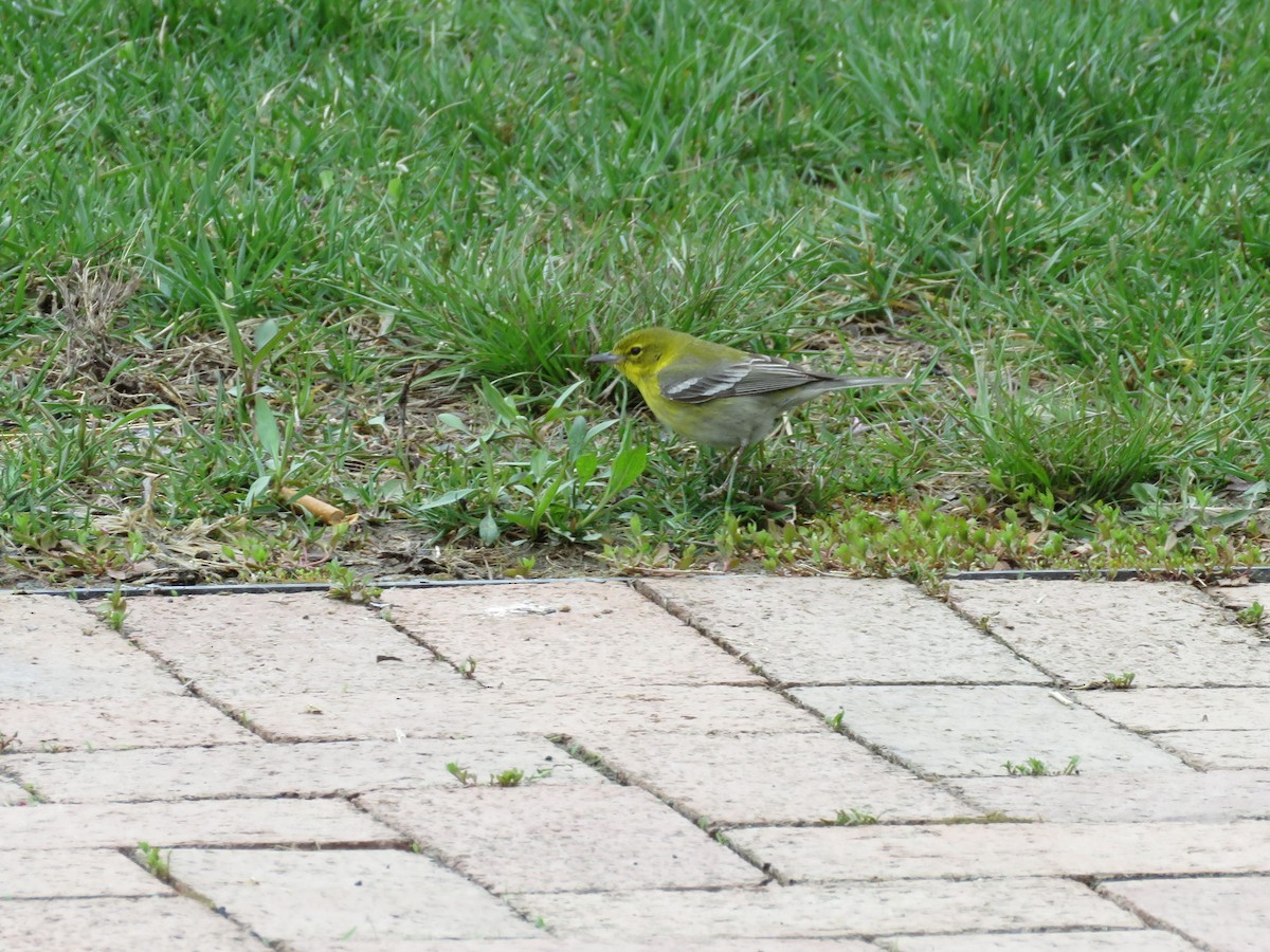 Pine Warbler - ML95005791