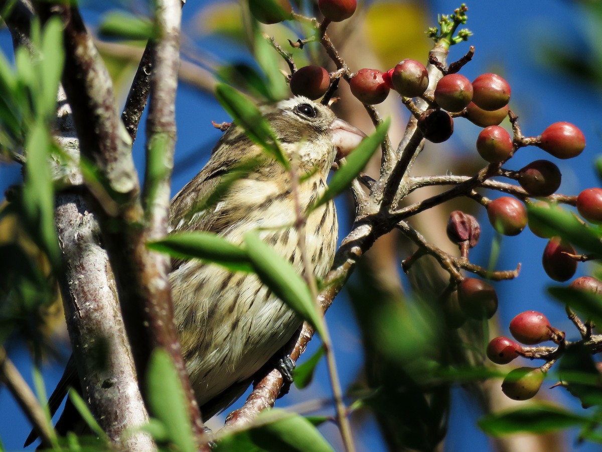 Rose-breasted Grosbeak - ML95007101