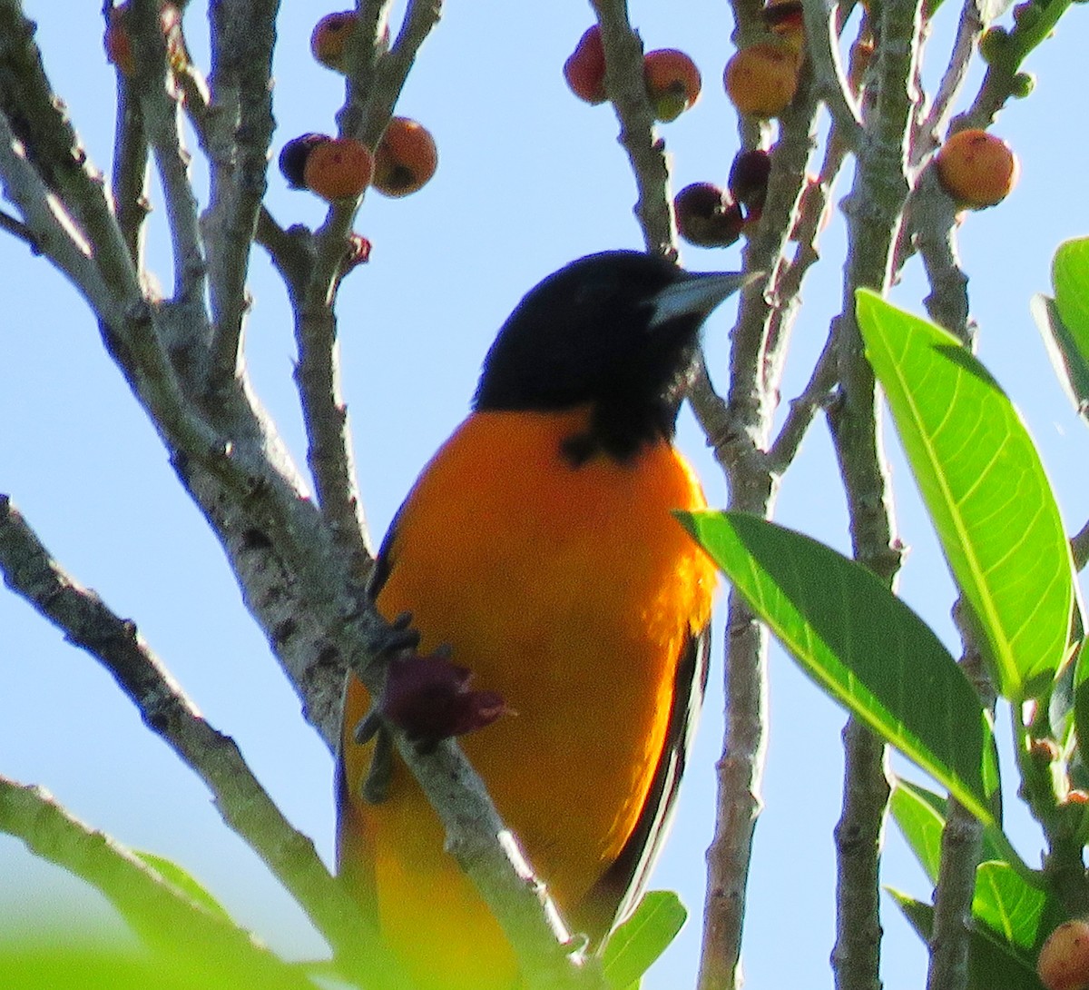 Baltimore Oriole - ML95008201