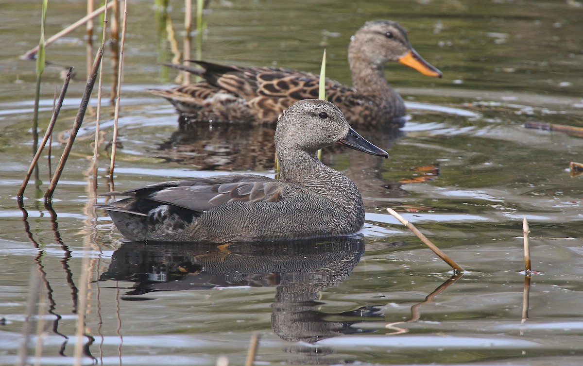 Gadwall - ML95009481