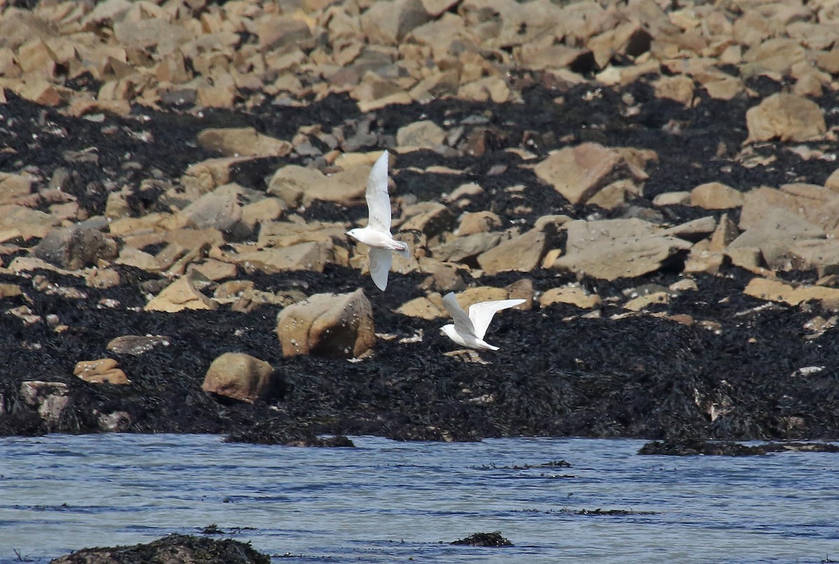 Gaviota Groenlandesa (glaucoides) - ML95009701