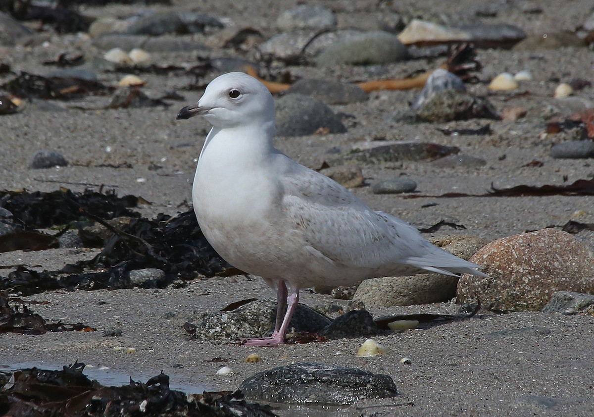 アイスランドカモメ（glaucoides） - ML95009711