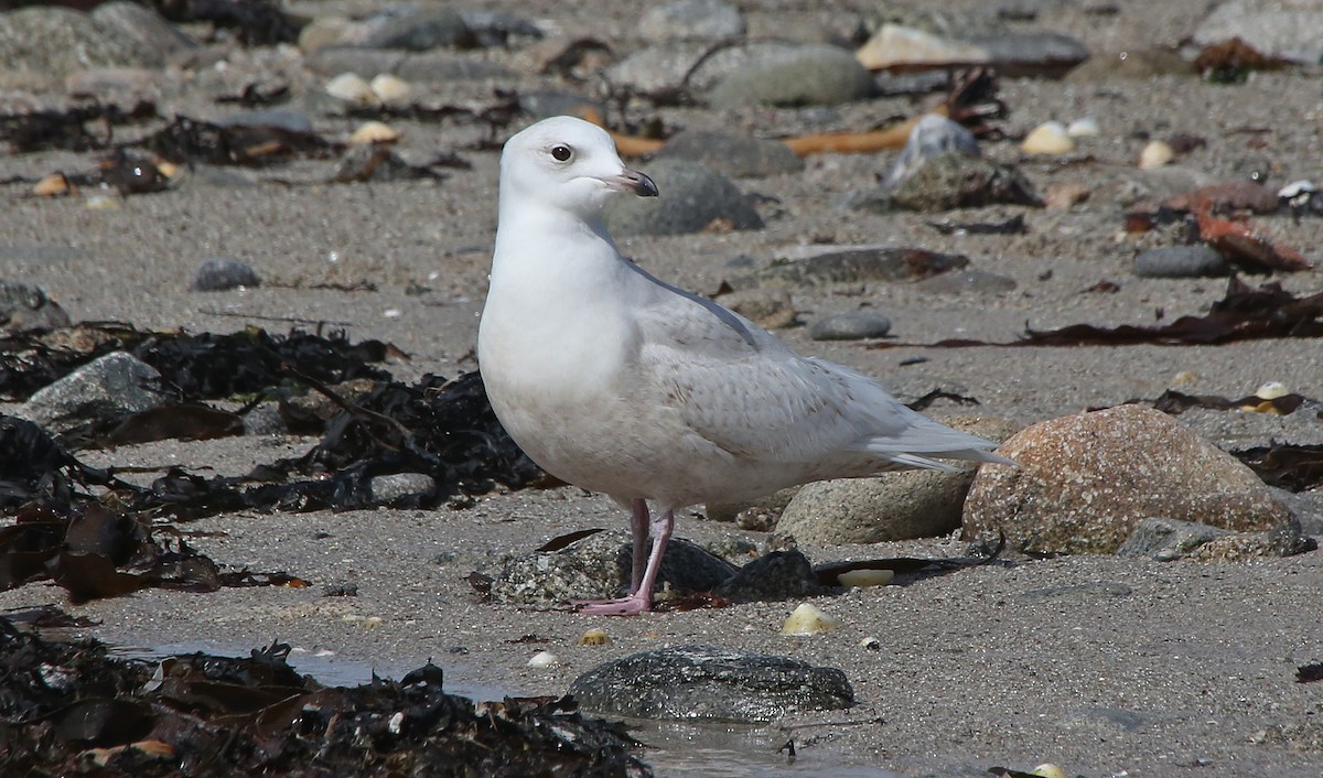 Iceland Gull (glaucoides) - ML95009731