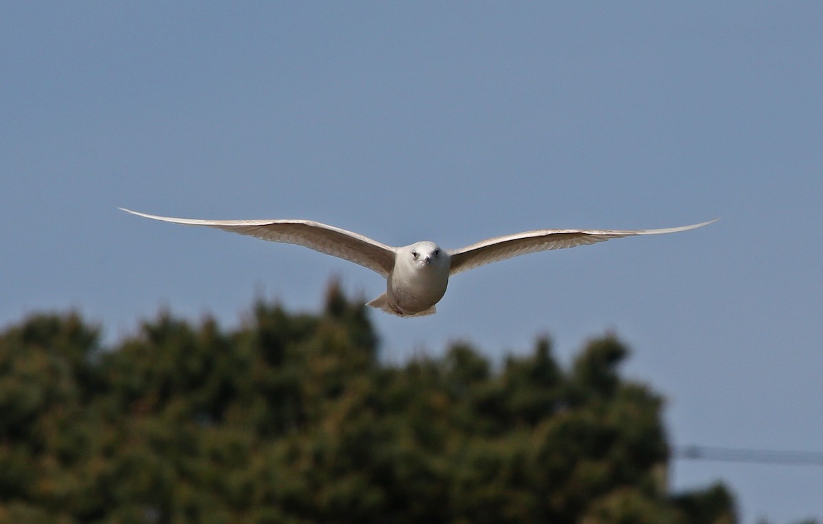 Gaviota Groenlandesa (glaucoides) - ML95009741