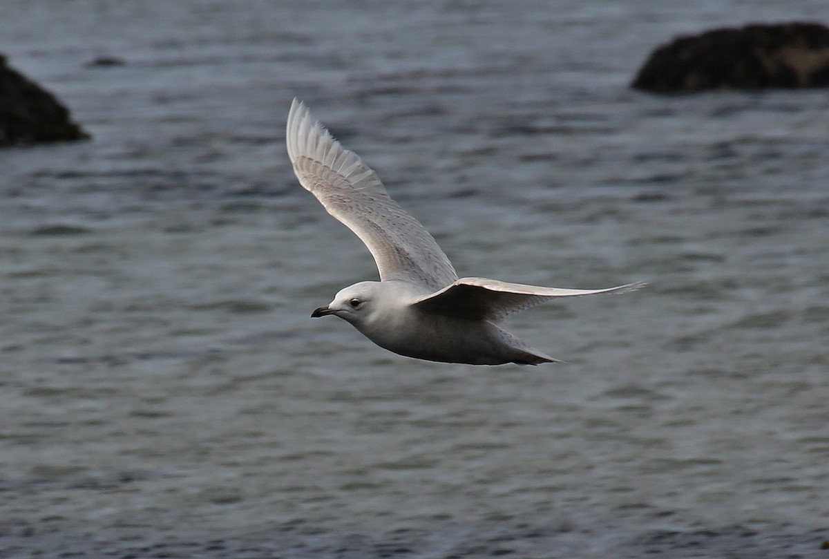 Gaviota Groenlandesa (glaucoides) - ML95009751