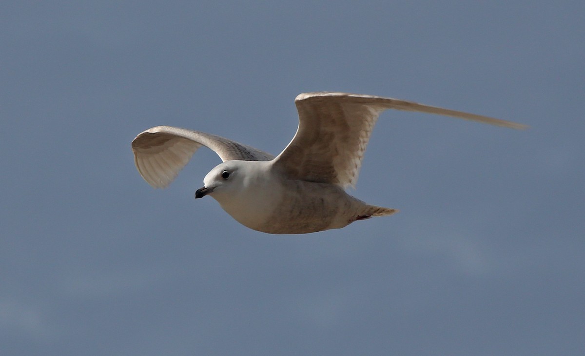 Gaviota Groenlandesa (glaucoides) - ML95009761