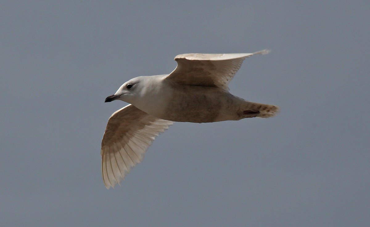 Gaviota Groenlandesa (glaucoides) - ML95009771