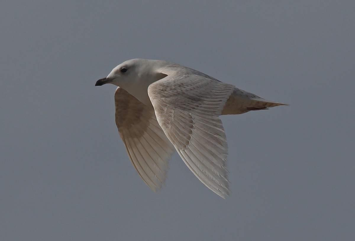 Iceland Gull (glaucoides) - Paul Chapman
