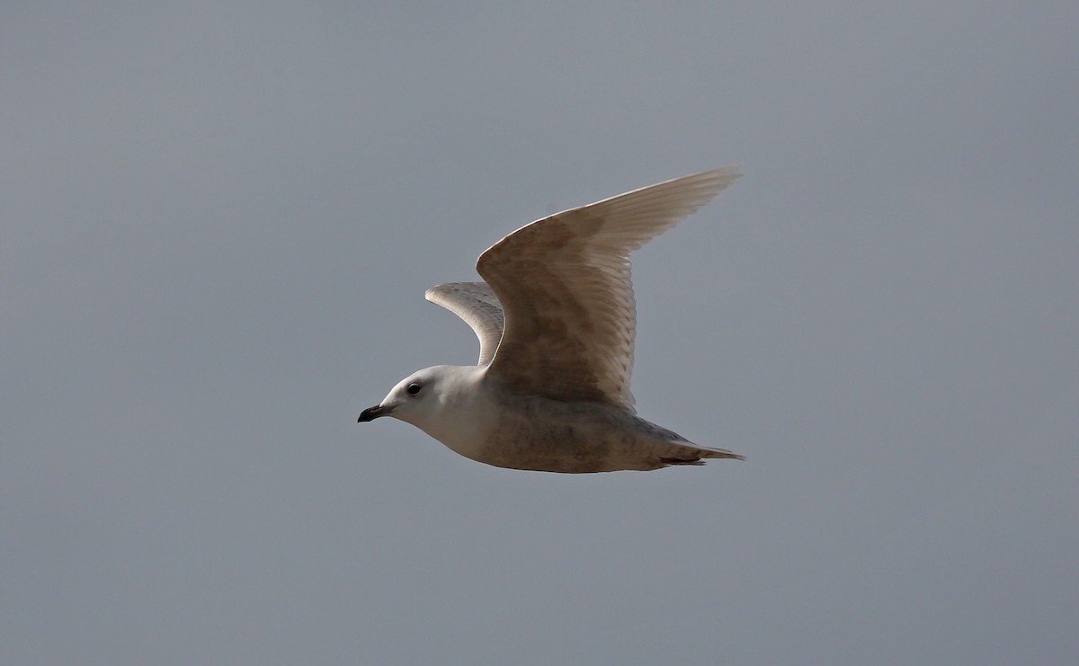 Gaviota Groenlandesa (glaucoides) - ML95009791