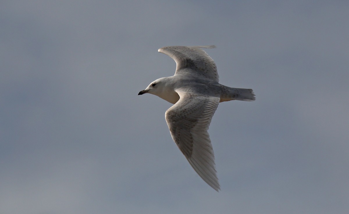 Iceland Gull (glaucoides) - ML95009801