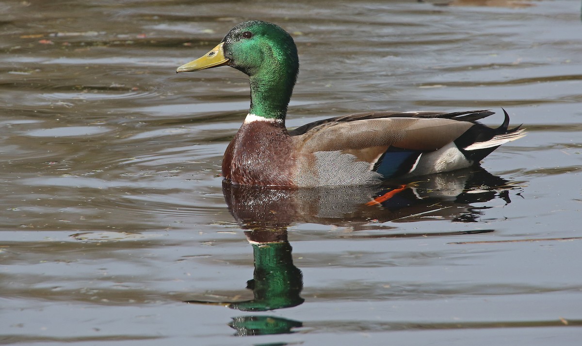 Mallard - ML95009831